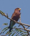 /album/photogallery/broad-billed-roller-2-jpg/